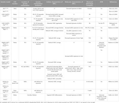 Pericytes and vascular smooth muscle cells in central nervous system arteriovenous malformations